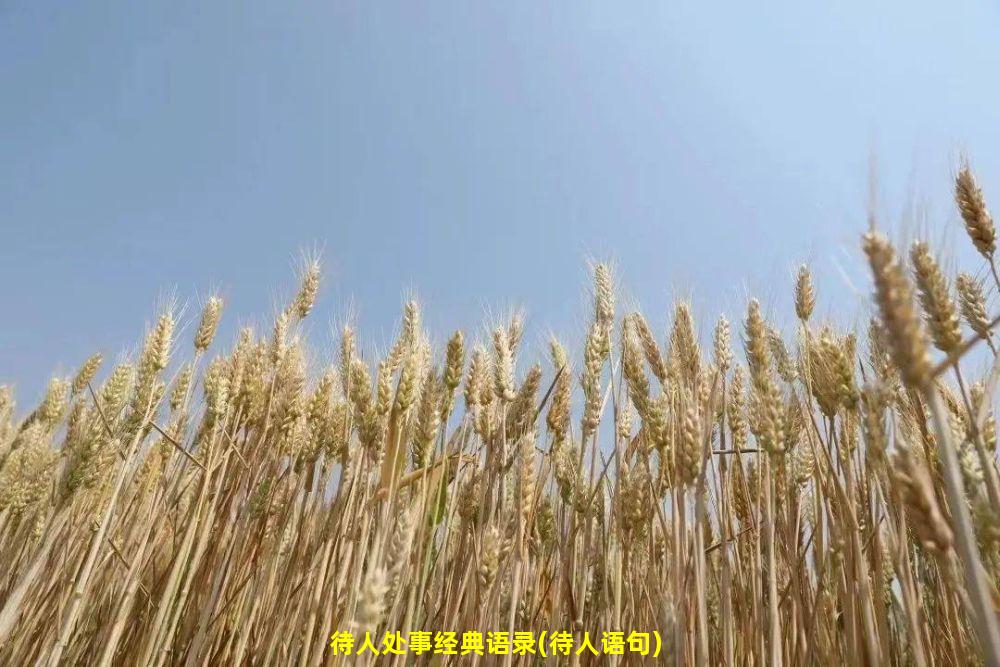 待人处事经典语录(待人语句)